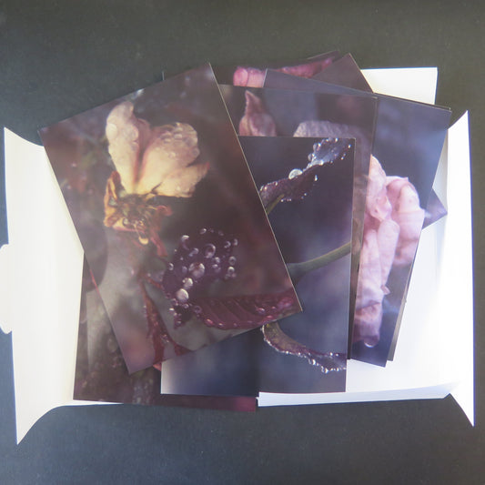 The Turn of Red on a Petal - Rosemary Mayer (ChertLüdde editions)