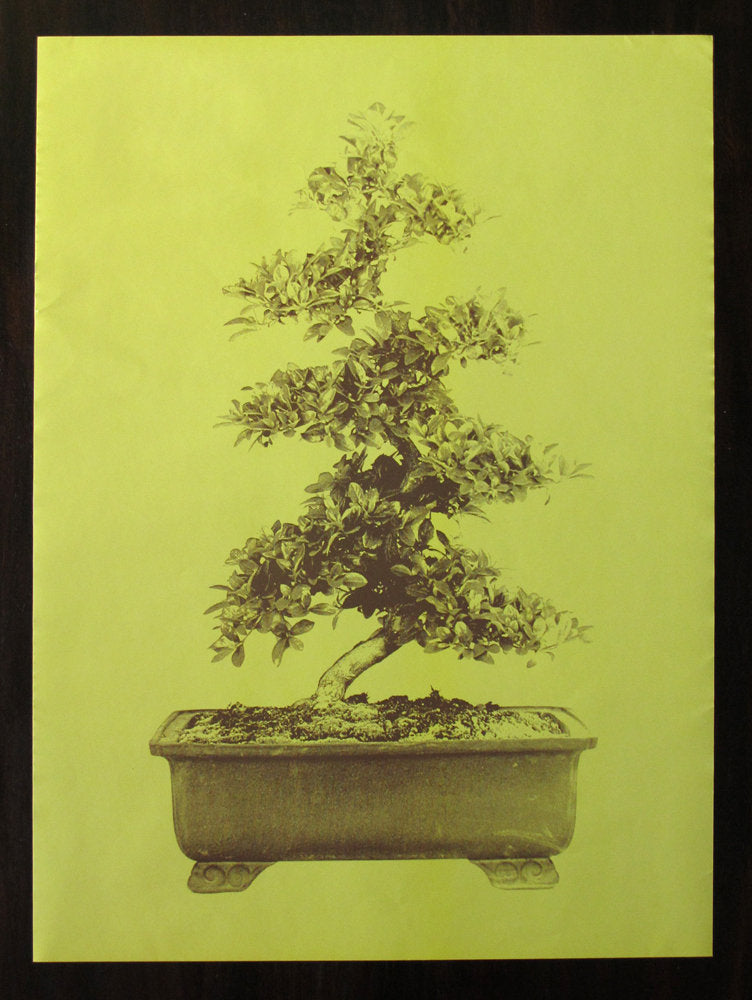 Bonsai - Erik van der Weijde