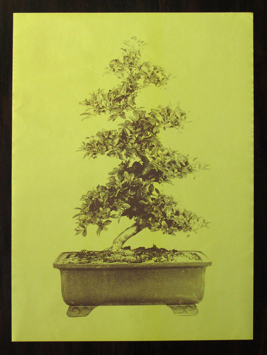 Bonsai - Erik van der Weijde
