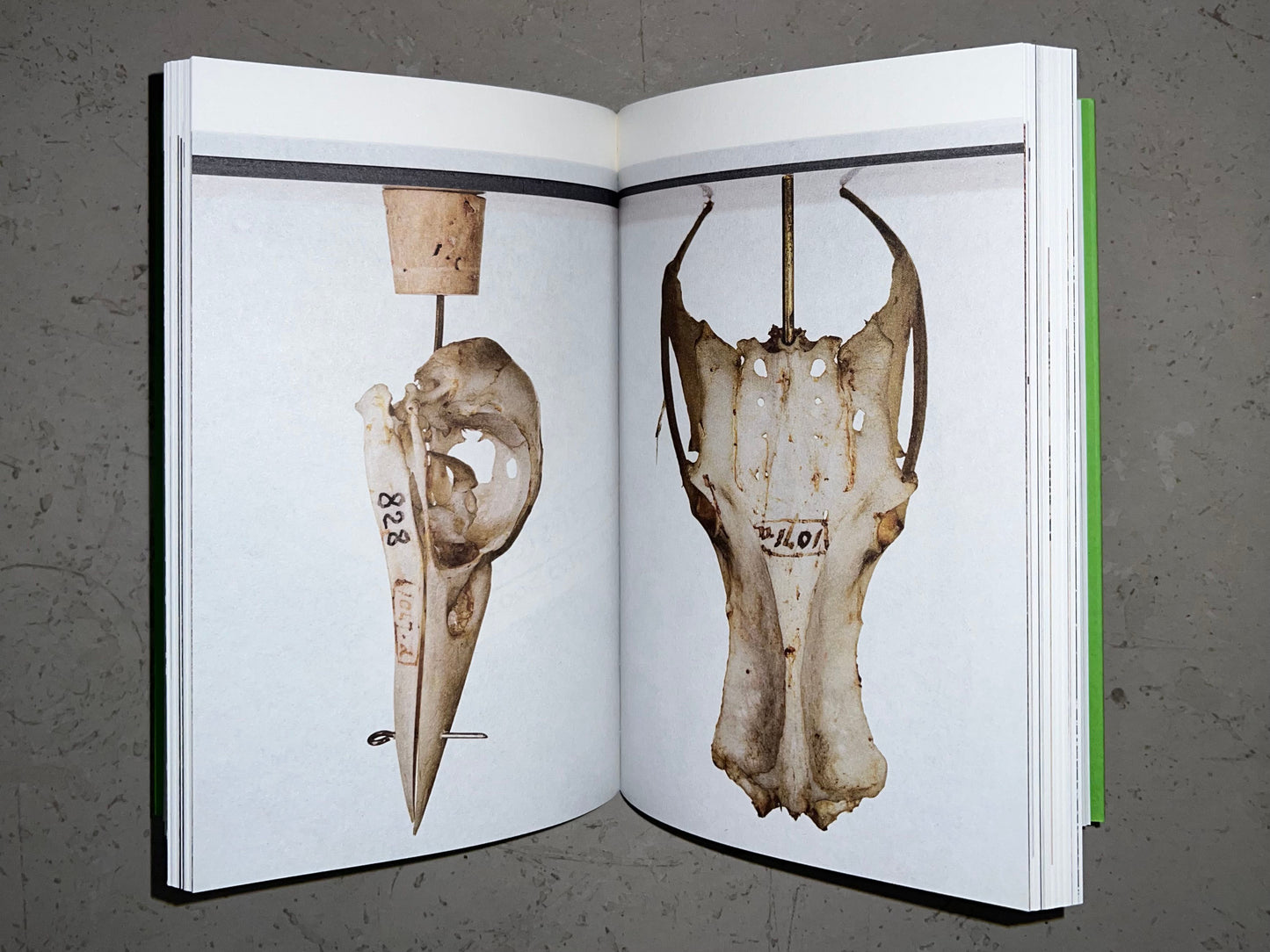 Reverse Hallucinations in the Archipelago, edited by Anna-Sophie Springer & Etienne Turpin  (K. Verlag and the Haus der Kulturen der Welt)