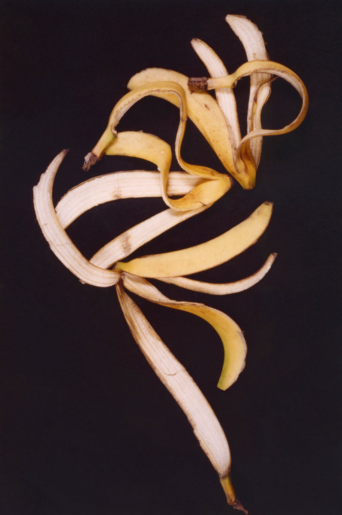 Anna Banana, the Roar Shack Banana Peel Test, 1993/2020