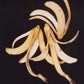 Anna Banana, the Roar Shack Banana Peel Test, 1993/2020